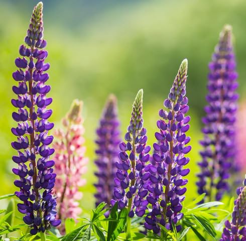 Violet Lupine Flower Seeds – Heirloom Non-GMO High Germination Organic Garden Seeds