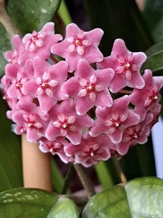 Semillas de flor de Hoya Carnosa gigante rosa - Semillas orgánicas de alta germinación no modificadas genéticamente