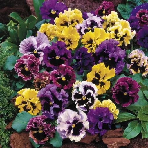 flirty skirts flower seeds