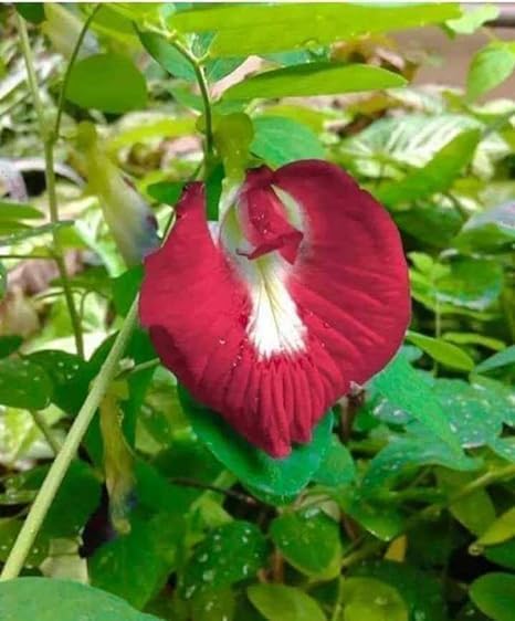 Red Baptista Flower Seeds for Planting – Heirloom Non-GMO High Germination Organic Seeds