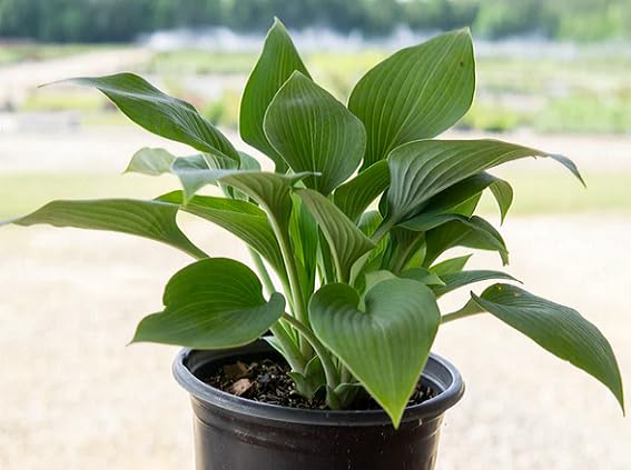 green hosta heirloom non-gmo seeds