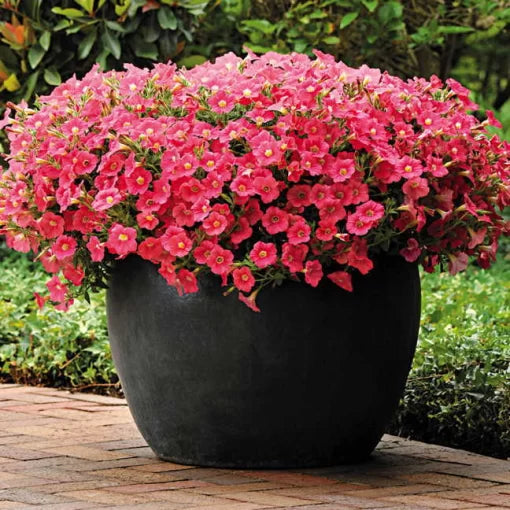 pink coral flower seeds