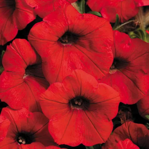 red red flower seeds