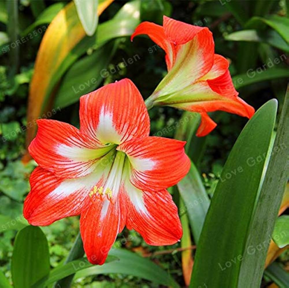 amaryllis barbados flower seeds