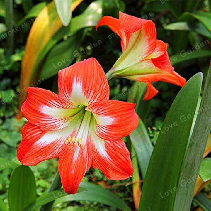amaryllis barbados flower seeds
