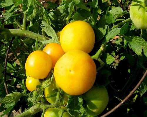 Semillas de tomate amarillo – Herencia, sin OGM, alta germinación Semillas de jardín orgánicas para plantar