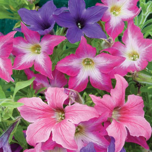 sparklers petunia flower seeds