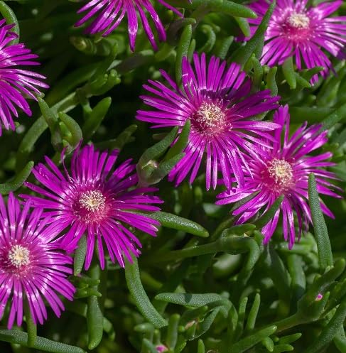 Delosperma Purple Flower Seeds for Planting Heirloom Non-GMO High Germination Organic Garden Seeds