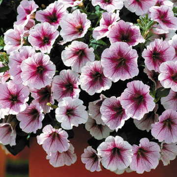 pink white flower seeds