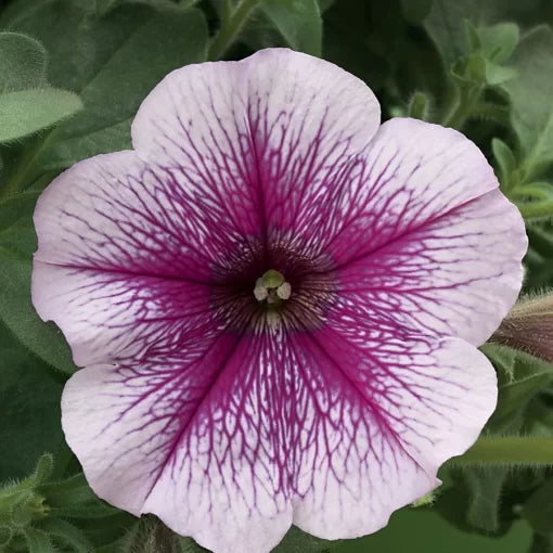 lilac ice flower seeds
