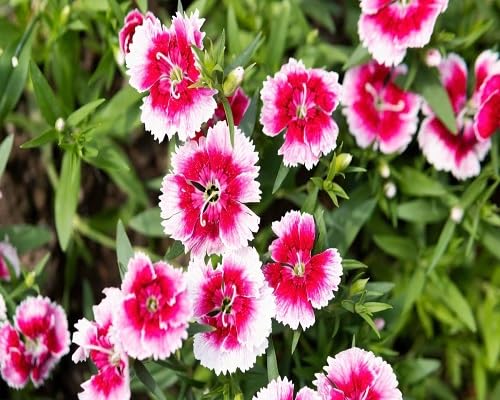 Dianthus-Blumensamen Rosa zum Pflanzen – alte Sorte, gentechnikfrei, hohe Keimfähigkeit Bio-Gartensamen zum Pflanzen