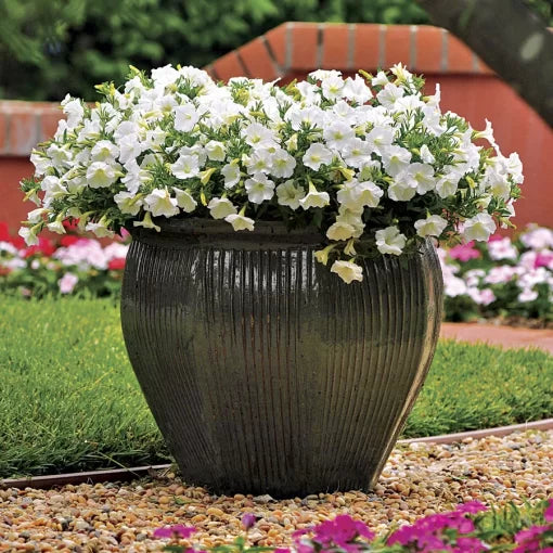 white coconut flower seeds