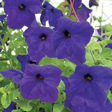 blue blue flower seeds