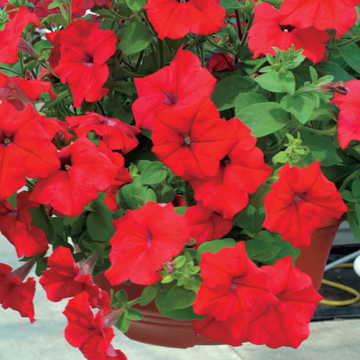 red red flower seeds