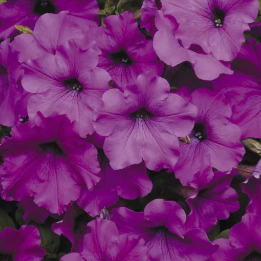 violet violet flower seeds
