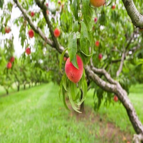 Red Peach Tree Seeds – Heirloom, Non-GMO, High Germination Organic Garden Seeds