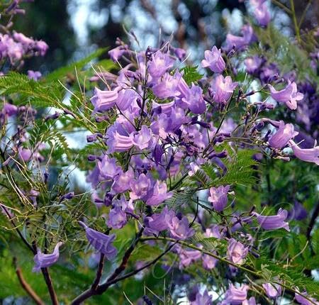 purple jacaranda flower seeds