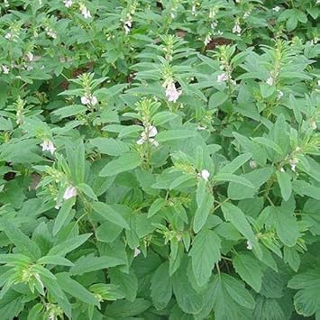 sesameheirloomnongmo flower seeds