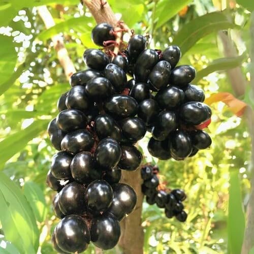 Black Jamun Fruit Seeds – Heirloom, Non-GMO, High Germination Organic Garden Seeds