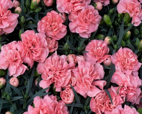 Carnation Flower Seeds – Heirloom, Non-GMO, High Germination Organic Garden Seeds for Planting