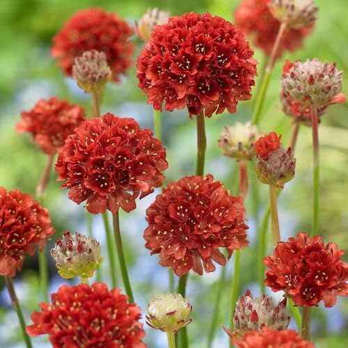 Red Armeria Pseudarmeria Flower Seeds Heirloom Non-GMO High Germination Organic Garden Seeds for Planting