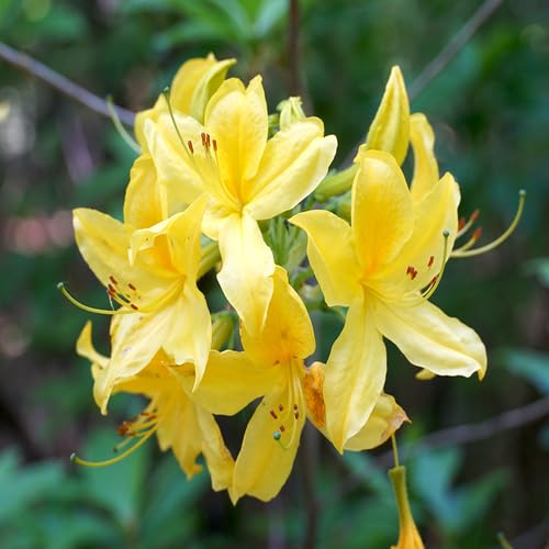 yellow azalea flower seeds