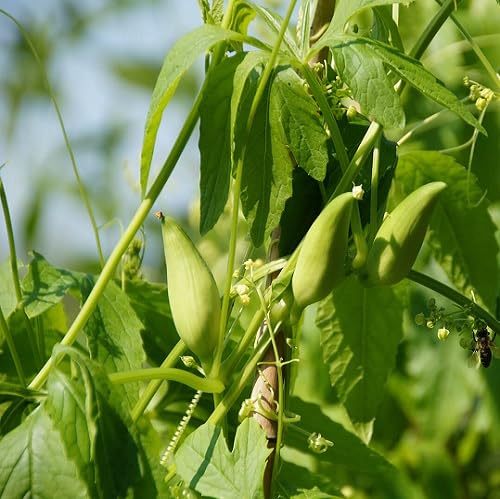 Green Achocha Seeds Heirloom Non-GMO High Germination Organic Garden Seeds for Planting