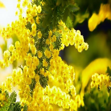 mimosa flower flower seeds