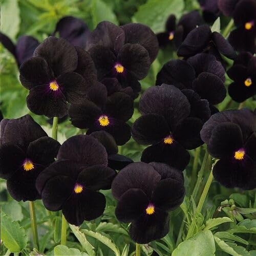 Viola Flower Seeds Black – Heirloom Non-GMO High Germination Organic Garden Seeds