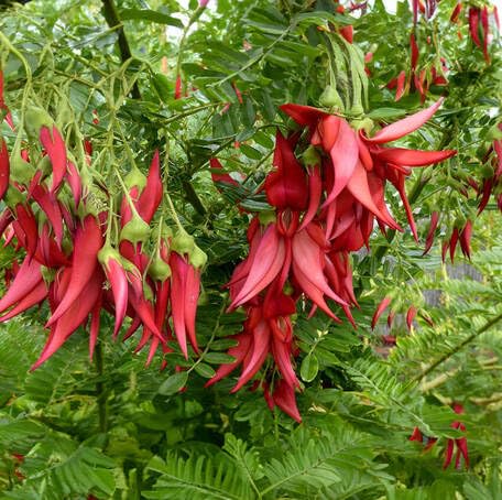 redclianthusflowerheirloomnongmo flower seeds