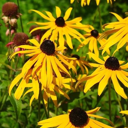 Rudbeckia Flower Seeds for Planting – Heirloom, Non-GMO, High Germination Organic Garden Seeds