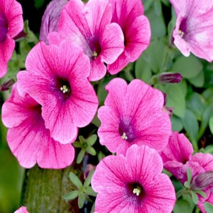 Semillas de Petunia Rosa – Antiguas, No Transgénicas, Semillas de Jardín Orgánicas de Alta Germinación para Sembrar