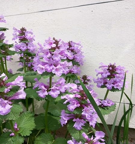 purple phlomis flower heirloom non-gmo seeds