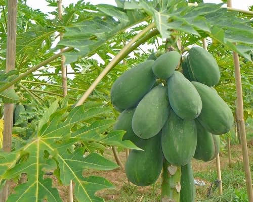 Grüne Papaya Samen – Alte Sorte, gentechnikfrei, hohe Keimfähigkeit, Bio-Gartensamen