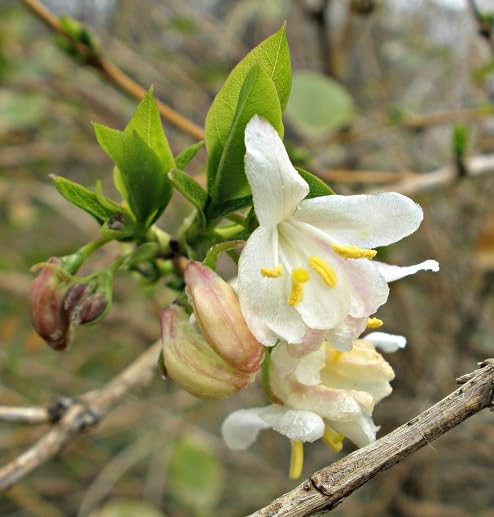 Weiße Lonicera Fragrantissima Blumensamen, alte Sorte, gentechnikfrei, hohe Keimrate, Bio-Gartensamen zum Pflanzen