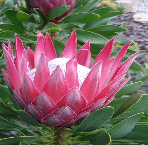 Pink Protea Flower Seeds for Planting – Heirloom Non-GMO High Germination Organic Garden Seeds
