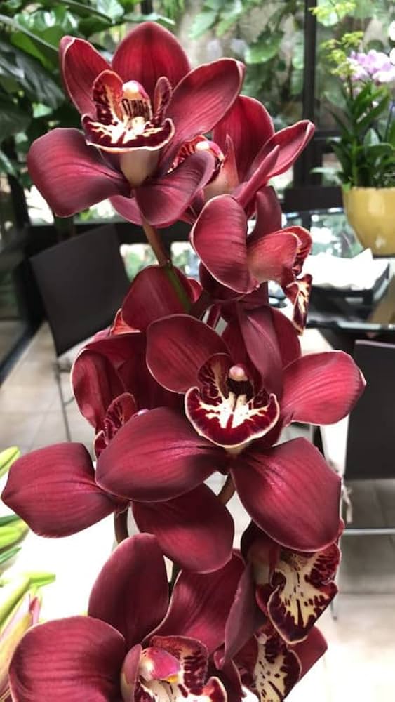 Semillas de flores de orquídeas granates – Herencia, sin OGM, semillas de jardín orgánicas de alta germinación para plantar
