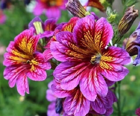 Pink Salpiglossis Flower Seeds – Heirloom Non-GMO High Germination Organic Garden Seeds