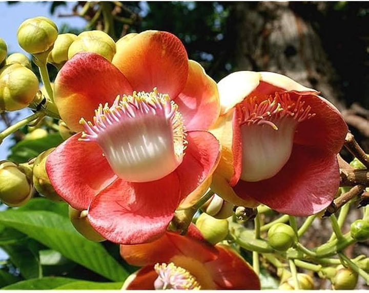 Cannonball Flower Seeds – Heirloom, Non-GMO, High Germination Seeds