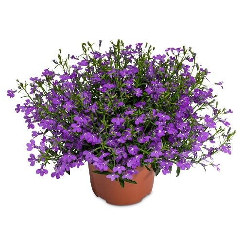 Purple Lobelia Erinus Flower Seeds – Heirloom, Non-GMO, High Germination Organic Garden Seeds for Planting Seeds for Planting