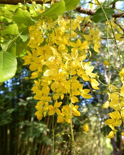 Yellow Cassia Fistula Flower Seeds – Heirloom Non-GMO High Germination Organic Seeds