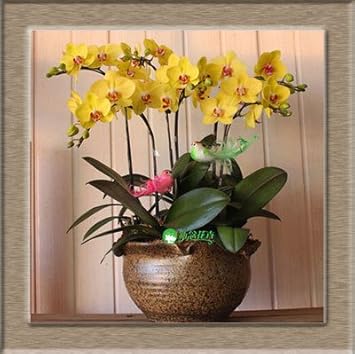 yelloworchidformaldehydeflowerheirloomnongmo flower seeds