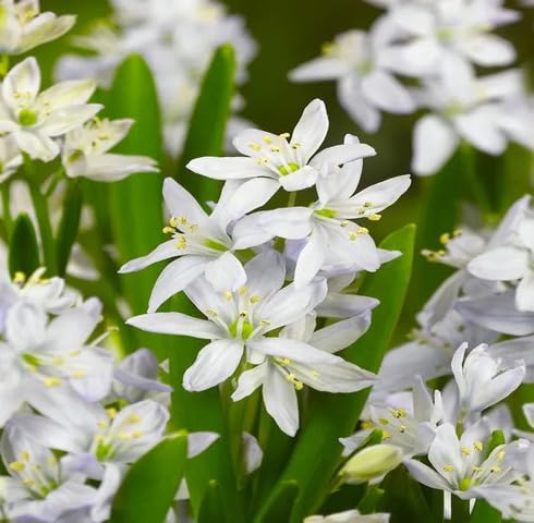 White Scilla Siberica Flower Seeds Heirloom Non-GMO High Germination Organic Garden Seeds for Planting