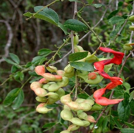 Green Pithecellobium Seeds for Planting – Heirloom Non-GMO High Germination Organic Garden Seeds