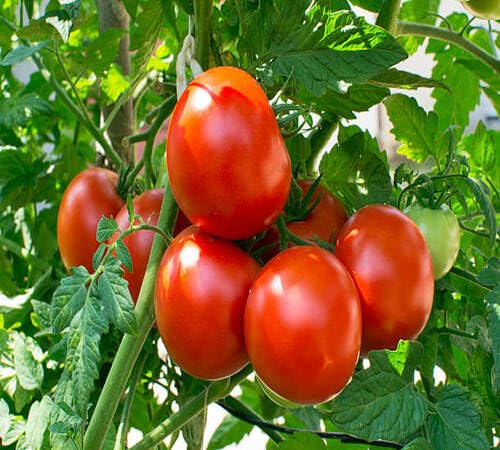 Semillas de Tomate Rojas – Variedad Tradicional, No-Transgénicas, Semillas Orgánicas de Alta Germinación para Jardín