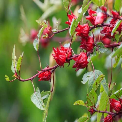 Roselle Plant Seeds for Planting – Heirloom, Non-GMO, High Germination Organic Garden Seeds