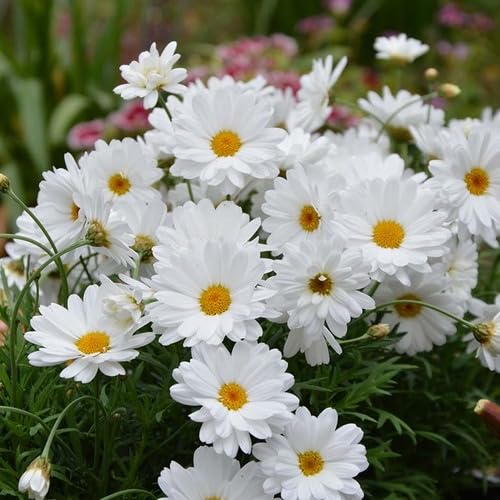 White Argyranthemum Flower Seeds Heirloom Non-GMO High Germination Organic Garden Seeds