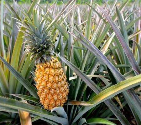Pineapple Seeds – Heirloom, Non-GMO, High Germination Organic Garden Seeds