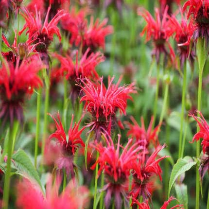 monardascarletredbeebalmflowerheirloomnongmo flower seeds