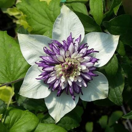White Purple Clematis Flower Seeds Heirloom Non-GMO High Germination Organic Garden Seeds for Planting